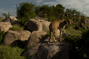 cheetah